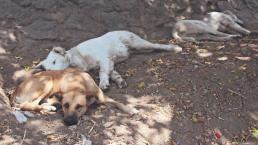 Este año, Ecatepec tienen más heridos por mordeduras de perros que por accidentes viales