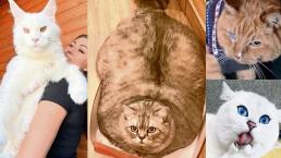 Por su forma o historia, estos son los gatos más increíbles del mundo