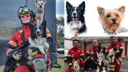 ¡Histórico! Dan 10 años de cárcel a matón de perros rescatistas, en Querétaro