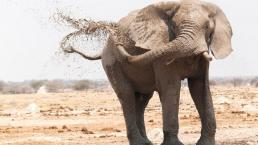 Por el calor y exceso de trabajo, elefante enloquece y parte en 2 a su adiestrador