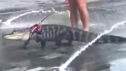 Morrita pasea a su caimán como si fuera un perrito y el video se hace viral