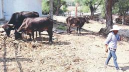 Por desinterés de los chavos, Morelos se está quedando sin ganadería