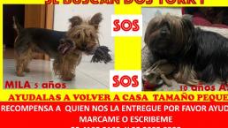 Asaltantes se llevan dos perritas en Cuernavaca, así fue su modus operandi que cada vez es más común