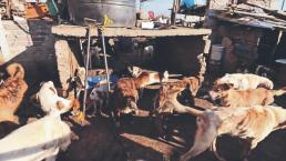 Piden adoptar a perros rescatados de hombre que los criaba para vender su carne, en Edomex