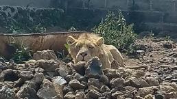 ¡Hakuna matata en Edomex! Buscan a albañil desaparecido y hallan a tremendo león en obra negra