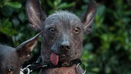 Xoloitzcuintle, el perro protector y guía que ayuda a los muertos a cruzar al inframundo