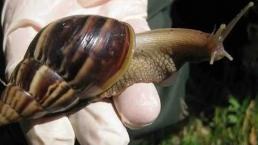 Emiten alerta por peste de caracol africano gigante, altamente peligroso para los humanos