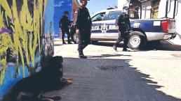 ¡Va de nuevo! Otro perrito se pasea con restos humanos en el hocico, ahora pasó en Oaxaca