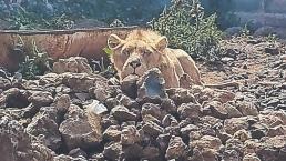 León africano hallado en cateo pudo haberse comido a albañil desaparecido, en Edomex