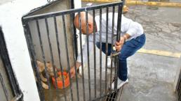 Buscan nuevo hogar para los 84 perritos rescatados de una vivienda en Nezahualcóyotl