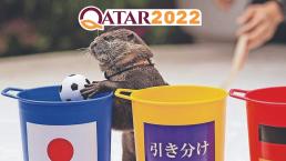 Taiyo, la nutria que predice los equipos ganadores del Mundial de Qatar 2022
