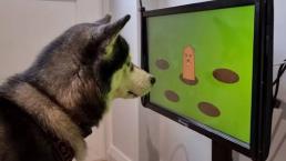 ¡Guau, guau, guau! Crean la primera consola de videojuegos para perros y esto sabemos