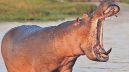 ¡De terror! Hipopótamo se traga a niño de 2 años y luego lo escupe vivo