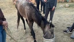 Rescatan a yegua que casi fue partida en dos por recolector de basura en Valle de Chalco 