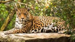 Automovilista huye después de atropellar y matar a un jaguar, en Playa del Carmen