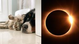 ¿Es bueno que mis mascotas también observen el eclipse este 14 de octubre?