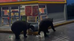 Captan a oso husmeando basura afuera de un Oxxo en Monterrey