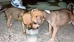 Dos cachorras en Acapulco buscaban comida y pareja de bikers realizó la obra del día