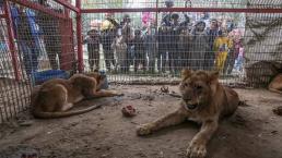 Triste escenario, animales de zoológico en Gaza se alimentan de sobras para sobrevivir