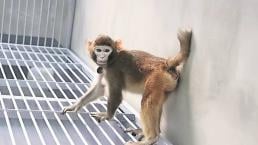 Científicos chinos crean mono de laboratorio