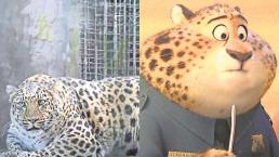 En China pondrán a dieta a Leopardo Obeso