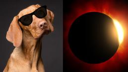 ¿Cómo cuidar a mis mascotas durante el eclipse solar este lunes 8 de abril?