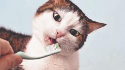 Para una michisonrisa perfecta, entérate de la importancia de la salud bucal en los gatos
