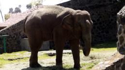 Elefante mata a su guía y huye con tres turistas 
