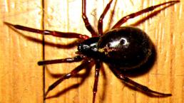 Efectos de una terrible araña que está en México
