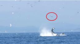 Orca lanza por los aires a foca | VIDEO