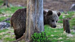 Oso intenta esconderse de un fotógrafo | FOTOS