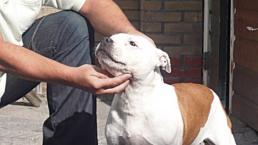 bull terrier Staffordshire