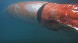 Aparece calamar gigante en las costas de Japón
