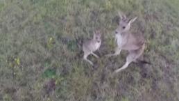 Canguro derriba un dron | VIDEO