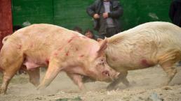 Brutales imágenes de cerdos obligados a pelear