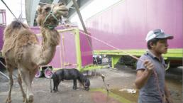 Adiós funciones en circos con animales