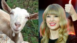 Cabra famosa se vuelve corista de Taylor Swift