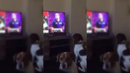 Perro persigue dardos del televisor