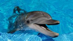 Delfines ven el mundo del mismo modo que los humanos