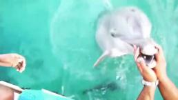 Delfín rescata celular en el mar y se lo devuelve a su dueña | VIDEO
