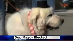 Perro se convierte en alcalde de Estados Unidos