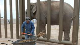 Crearán biogás con excremento de elefante