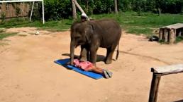 Mujer recibe masaje de un elefante | VIDEO