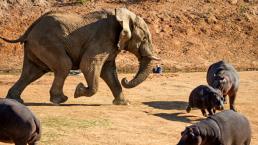 FOTOS: Elefante pelea contra hipopótamo 