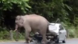 Elefante destruye auto | VIDEO