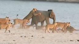 Pequeño elefante escapa de 14 leonas