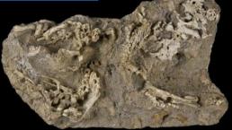 Hallan fósiles de 'bebés' dinosaurios gigantes