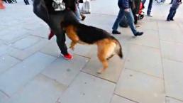 Perro desafía a freestyler | VIDEO 