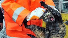 Gato callejero se vuelve viral | MEMES