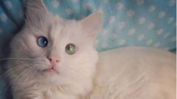 Gato con ojos de colores impacta en redes